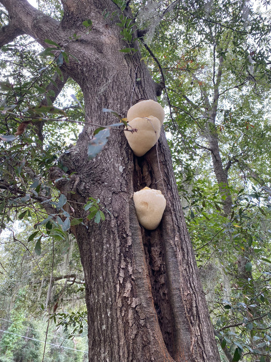Lion's Mane Tincture