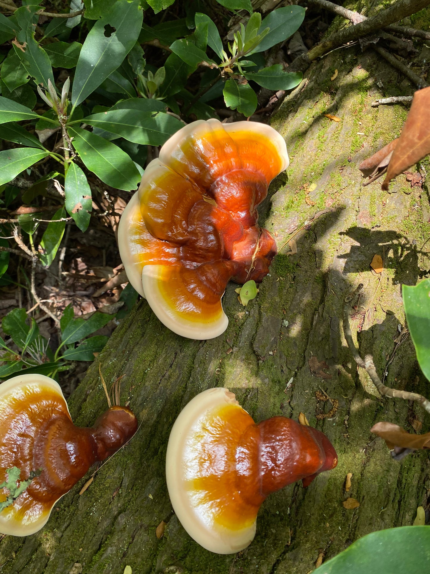 Reishi Dual Tincture