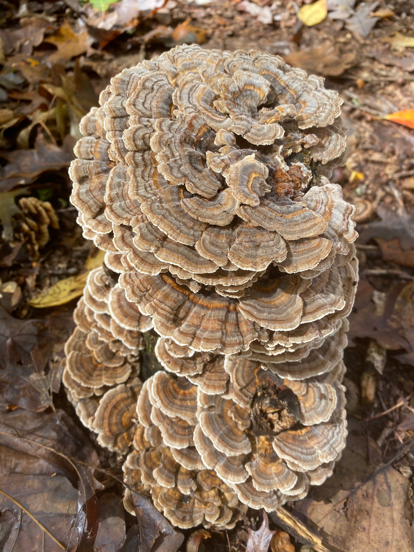 Turkey Tail Dual Tincture